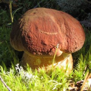 свойства грибов